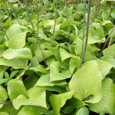 Hartlelie/Funkia - Hosta 'Red Cadet'