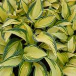 Hosta 'Remember Me' - Hartlelie/Funkia