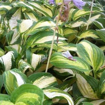 Hosta 'Reversed'