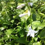 Hosta 'Royal Standard' - Hartlelie/Funkia - Hosta 'Royal Standard'