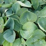 Hosta 'Ryan's Big One' - Hartlelie / funkia