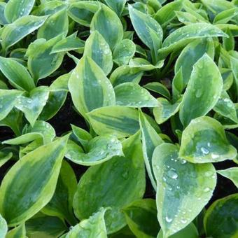 Hosta 'Sara's Sensation'