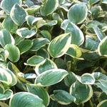 Hosta 'Shade Fanfare' - Hartlelie / funkia