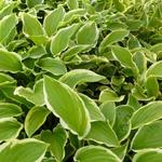 Hosta 'So Sweet' - Hartlelie/Funkia