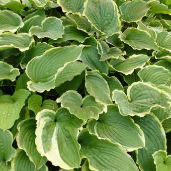 Hosta 'Spring Fling'