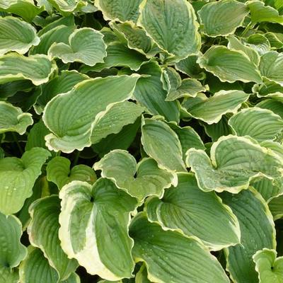 Hartlelie / funkia - Hosta 'Spring Fling'