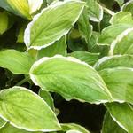 Hosta 'Sugar and Cream' - Hartlelie/Funkia