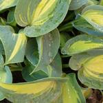 Hosta 'Touch of Class' - Hartlelie/Funkia