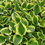 Hosta 'Twilight' - Hartlelie/Funkia