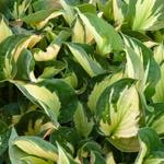 Hosta 'Whirlwind' - Hartlelie/Funkia