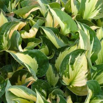 Hosta 'Whirlwind'