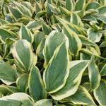 Hosta 'Wolverine' - Hartlelie/Funkia