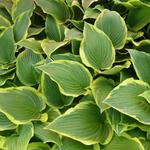 Hosta 'Yellow River' - Hartlelie/Funkia