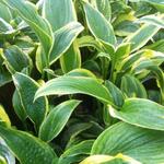 Hosta montana 'Aureomarginata - Hartlelie