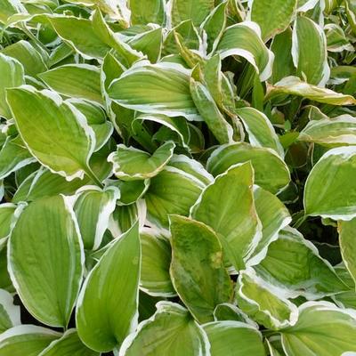 Hartlelie - Hosta sieboldii 'Ginko Craig'