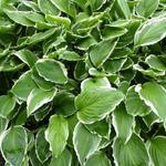 Hosta 'Undulata Albomarginata' - Hartlelie/Funkia