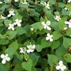 moerasanemoon - Houttuynia cordata