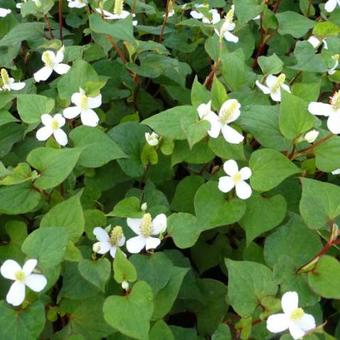 Houttuynia cordata