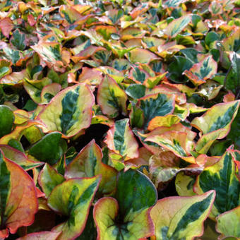 Houttuynia cordata 'Chameleon'