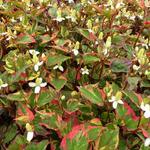 Houttuynia cordata 'Fantasy' - Moerasanemoon