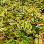 Houttuynia cordata 'Pied Piper' - Moerasanemoon