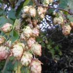 Hop - Humulus lupulus