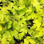 Humulus lupulus 'Aureus' - Hop