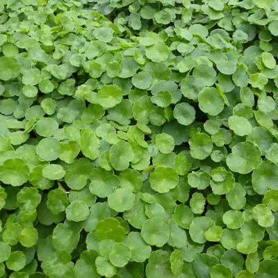 Hydrocotyle vulgaris - Gewone waternavel