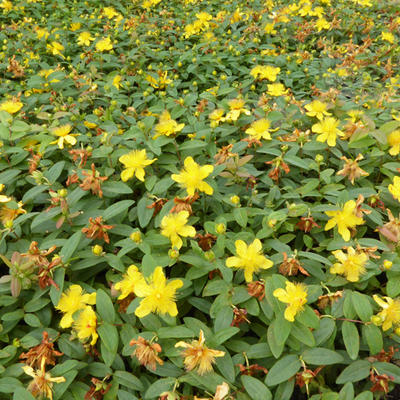 Hypericum calycinum - Hertshooi, Sint-Janskruid