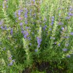 Hyssopus officinalis - Hyssop - Hyssopus officinalis