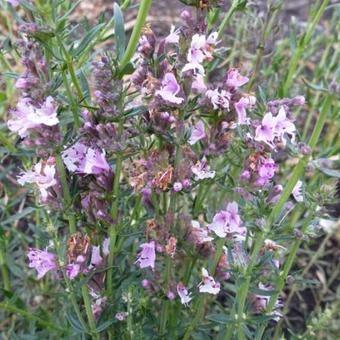 Hyssopus officinalis 'Roseus'