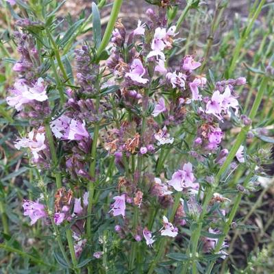 Hyssop - Hyssopus officinalis 'Roseus'