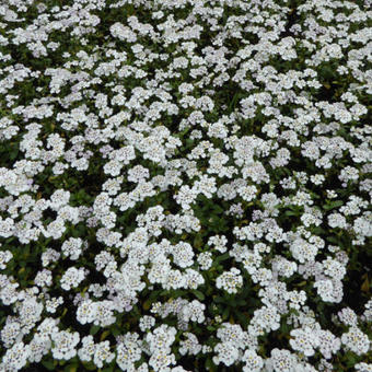 Iberis sempervirens 'Masterpiece'