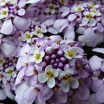 Iberis sempervirens 'Pink Ice - Scheefbloem, Scheefkelk