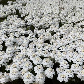 Iberis sempervirens 'Snowflake'