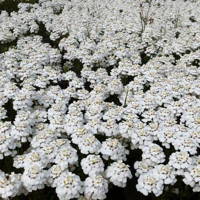 Iberis sempervirens 'Snowflake' - Scheefbloem