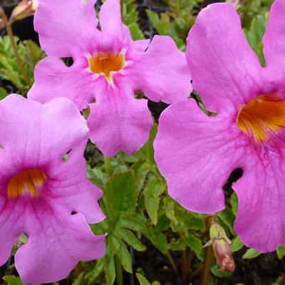 Incarvillea delavayi - Tuingloxinia