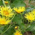 Inula helenium - Griekse Alant - Inula helenium