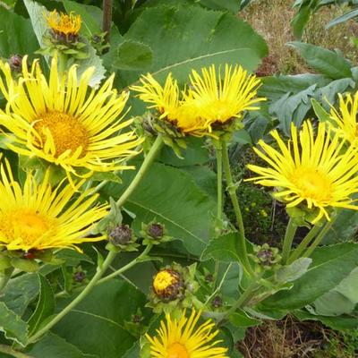 Inula helenium - Griekse Alant