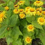 Inula magnifica - Alant