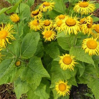 Inula magnifica