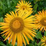 Inula orientalis - Alant - Inula orientalis