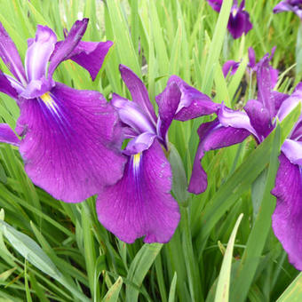 Iris ensata 'Amethyst'