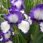 Iris germanica 'Loop the Loop' - Baardiris