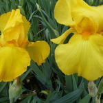 Iris germanica 'Ola Kala' - Baardiris, zwaardiris