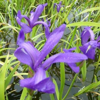 Iris laevigata