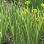 Iris pseudacorus ' Variegata' - Moerasiris,Gele lis