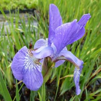 Iris setosa