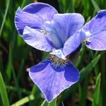 Siberische lis - Iris sibirica 'Silver Edge'