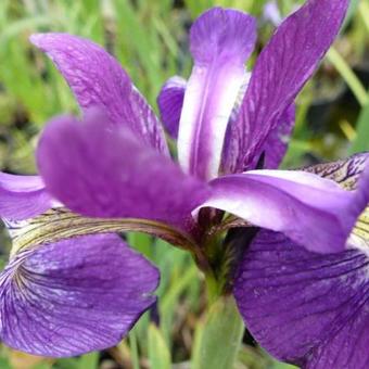 Iris versicolor 'Kermesina'